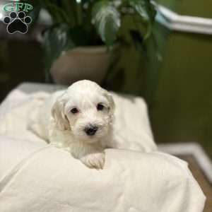 Jeffrey, Cockapoo Puppy